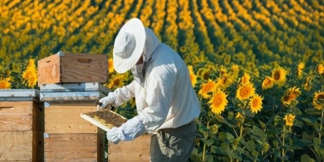 Arıcılık Kredisi Nasıl Alınır?